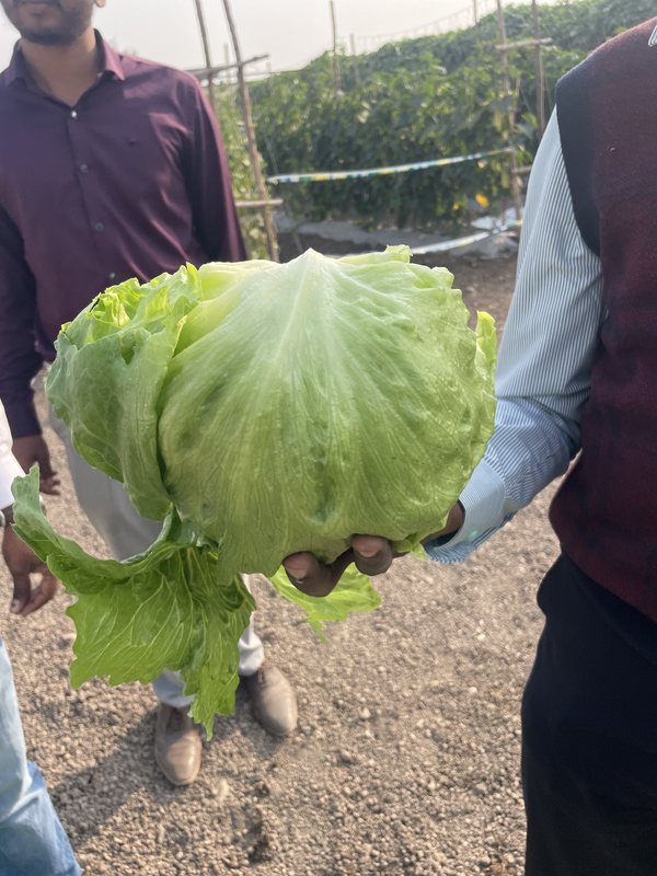 Large healthy cabbage grown in the field