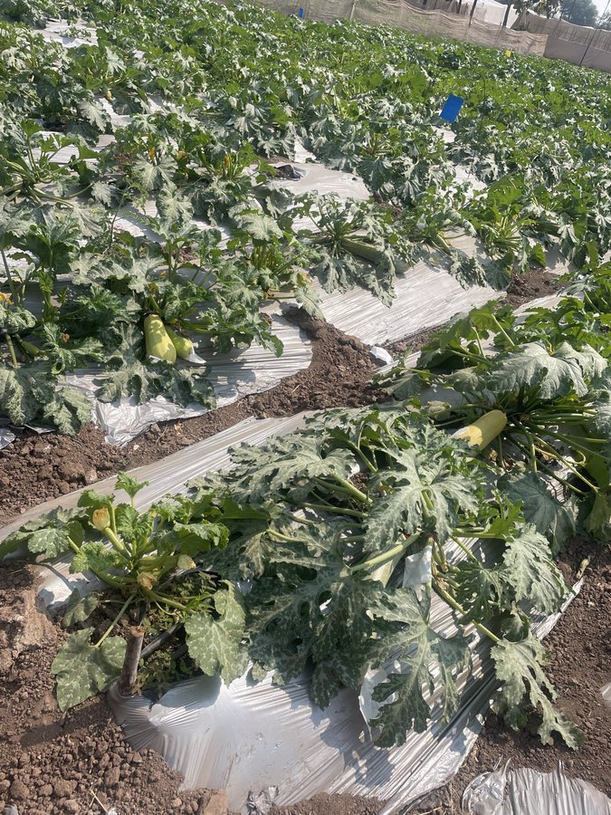 Organized crop production area