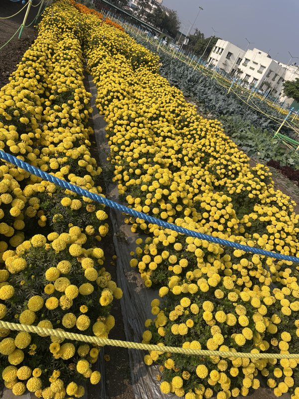 Rows of flowers in cultivation