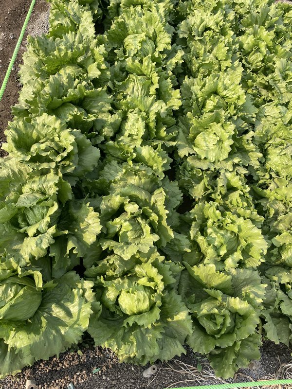 Fresh lettuce crop