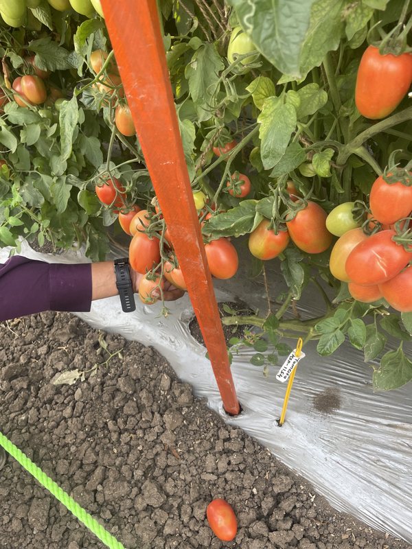 Tomatoes ripening on the vine