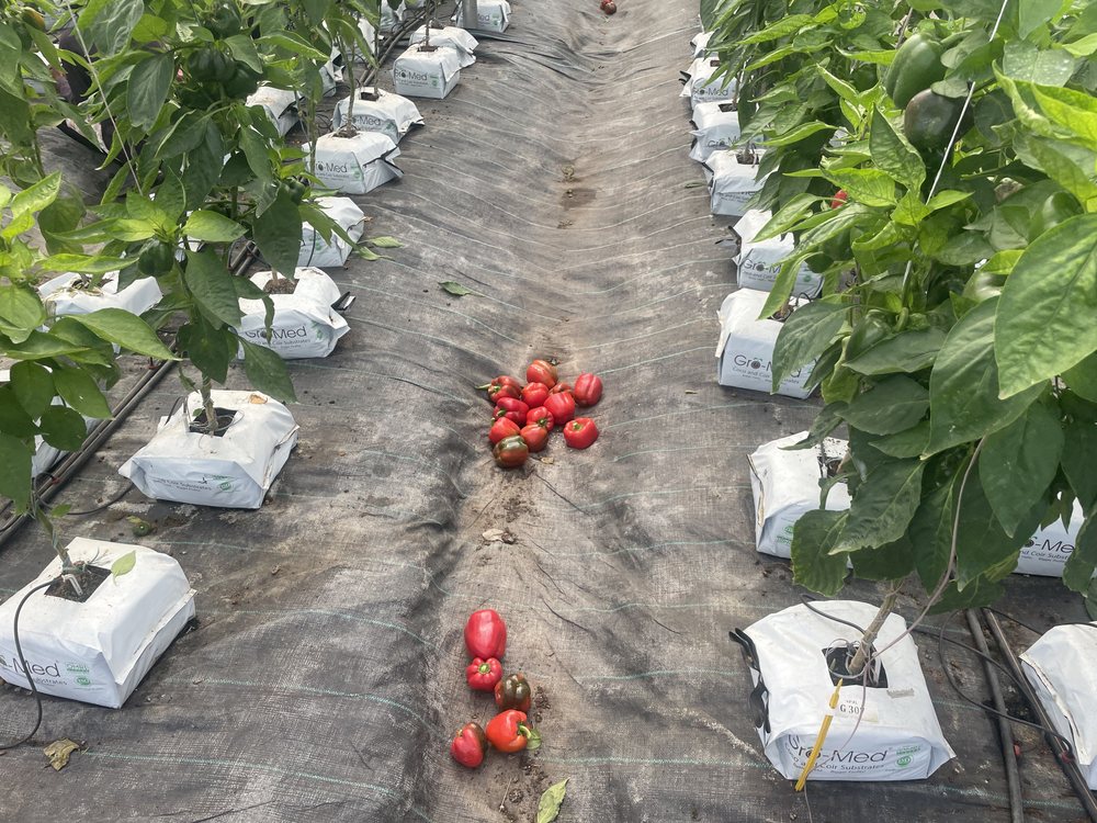 Harvested tomatoes in a cultivated row